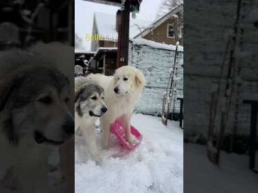 Belle Lily #greatpyrenees #todaysrunrun #グレートピレニーズ #今日のルンルン