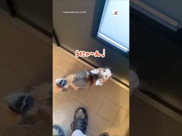 お散歩大好き小雪ちゃん🐈｜PECO