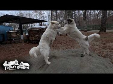 息子（格下）の手袋を取り合って鬼ごっこをしたベルとリリーです　Great Pyrenees　グレートピレニーズ