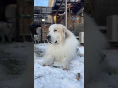 Alain アラン #greatpyrenees #todaysrunrun #グレートピレニーズ #今日のルンルン