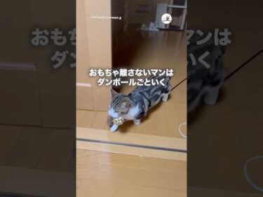 段ボールごと持ってく｜PECO