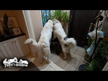 朝の散歩が嬉しくてお父さん愛が止まらないベルとリリーです　Great Pyrenees　グレートピレニーズ