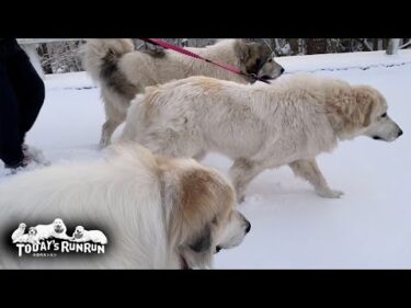 誰も歩いていないまっさらの深雪を楽しんだアランとベルとリリーです　Great Pyrenees　グレートピレニーズ