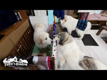 食べたり食べなかったり…ごはんは気まぐれなリリーです　Great Pyrenees　グレートピレニーズ