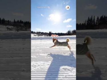 今年もゲレンデ激走｜PECO