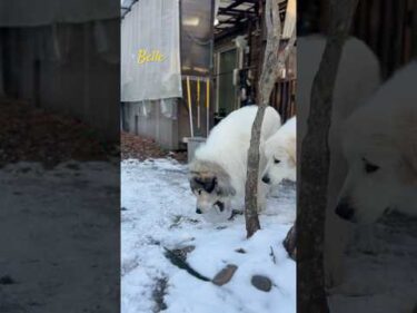 Belle ベル #greatpyrenees #todaysrunrun #グレートピレニーズ #今日のルンルン