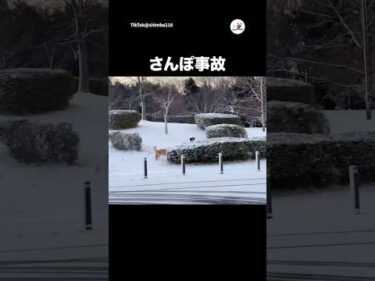 大暴走の末…｜PECO