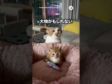 大物の予感がする子猫｜PECO