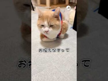 🐱「拙者…」｜PECO