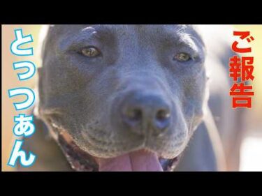 【ピットブル】とっつぁんのご報告と今後