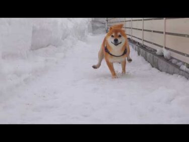大雪から解放された柴犬の可愛すぎる瞬間が、これ。
