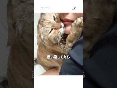 添い寝してたら頭ぐりぐりしてきた｜PECO