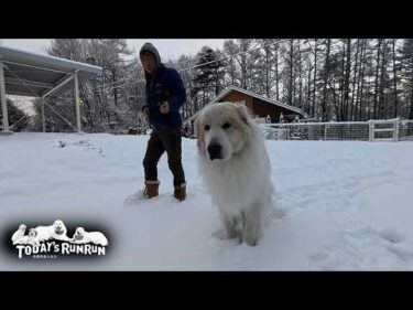 新雪をかき分けてワッセワッセと力強く歩いたアランです　Great Pyrenees　グレートピレニーズ