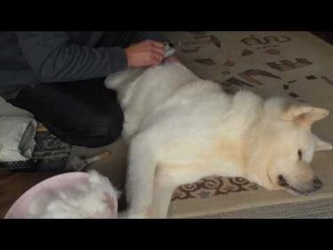 【秋田犬ゆうき】寒気が抜けたと思ったら冬毛も抜けて来たのでごっそり抜いて貰いました【akita dog】