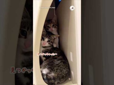 まだ人が怖くてこんなとこに隠れた保護子猫たち｜PECO