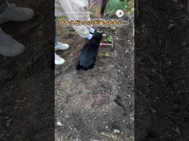 まさかの乱入者｜PECO