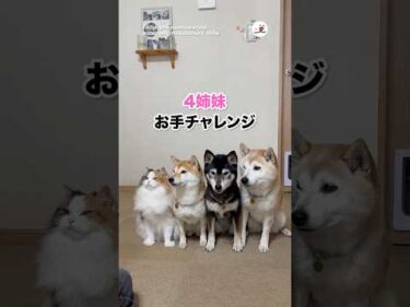 【猫】お手チャレンジする4姉妹｜PECO