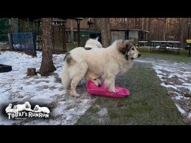割り込まれてもリリーにピンクのソリを譲る大人なベルです　Great Pyrenees　グレートピレニーズ