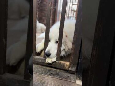 Lily リリー #greatpyrenees #todaysrunrun #グレートピレニーズ #今日のルンルン