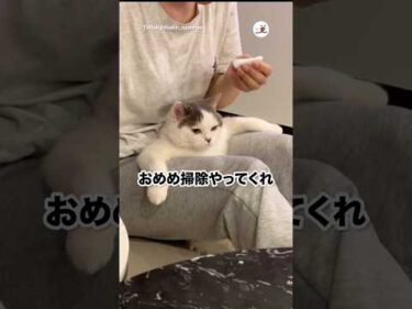貫禄のある猫｜PECO
