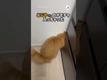 主に助けを求める猫｜PECO