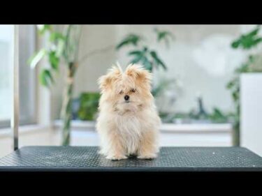 鳴き声が可愛すぎるポメマルの子犬！生後４ヶ月可愛すぎる初トリミング