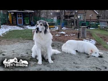 ダラダラ番犬をしていたら…ベルに気合を入れられたリリーです　Great Pyrenees　グレートピレニーズ