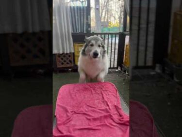 Belle ベル #greatpyrenees #todaysrunrun #グレートピレニーズ #今日のルンルン