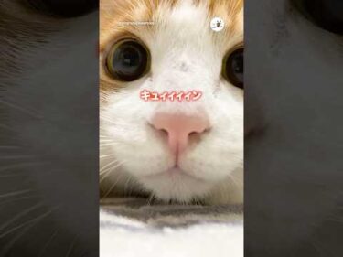 瞳に吸い込まれそう👀｜PECO