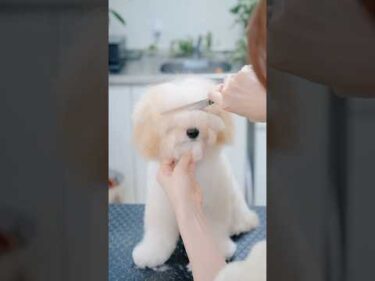 伸びすぎた前髪を切ったら見えてきたお顔が・・・！