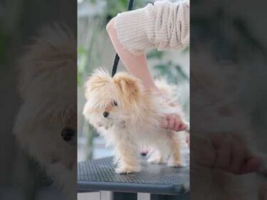 【動画全編は⬆️】クンクン鳴いちゃう可愛すぎる子犬の初トリミング