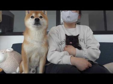 運命の出逢い‥子猫と柴犬が初顔合わせしたら優しすぎる展開に。