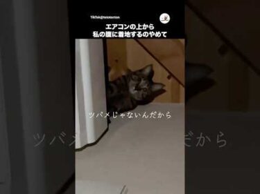上から腹に落ちてきそうな猫｜PECO