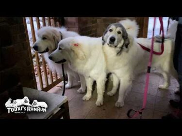 珍しく一番乗りでお散歩へ出発したアランです　Great Pyrenees　グレートピレニーズ
