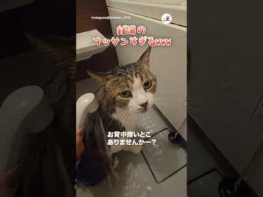 おっさんにしか見えない｜PECO