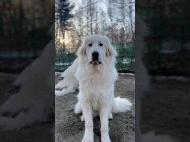 Lily リリー #greatpyrenees #todaysrunrun #グレートピレニーズ #今日のルンルン