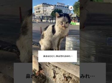 綺麗な姿に変身した猫｜PECO