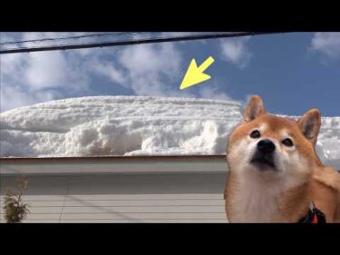 記録的大雪で庭が大変なことになってました…