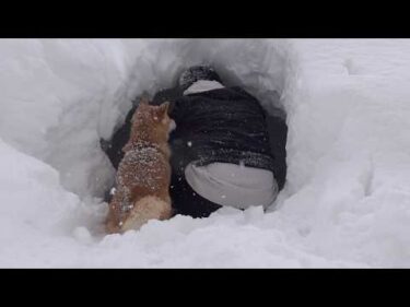 記録的大雪にもう我慢できません。。