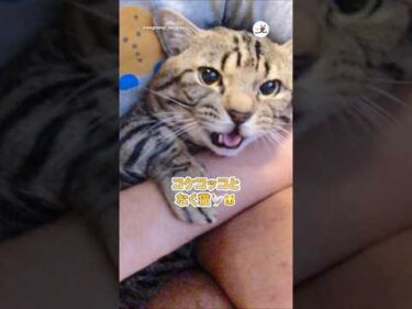 コケコッコとなく猫🐓🐱｜PECO