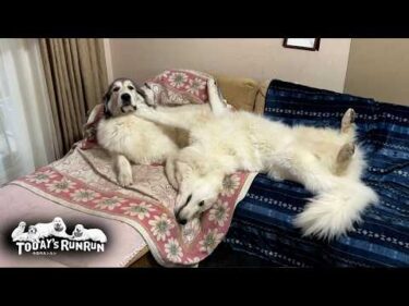 ウザ絡みするリリーとあまりにもしつこいのでブチ切れたベルです　Great Pyrenees　グレートピレニーズ