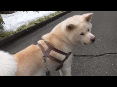 【秋田犬ゆうき】雪がとけて土が見えて来たのでひと冬を過ごしたお庭を歩いて点検しました【akita dog】
