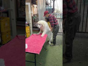 Lily リリー #greatpyrenees #todaysrunrun #グレートピレニーズ #今日のルンルン