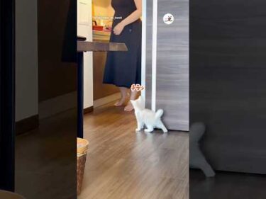 ママを驚かせようとする猫｜PECO