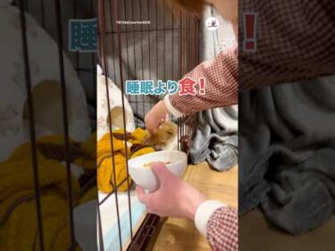 睡眠より食！｜PECO