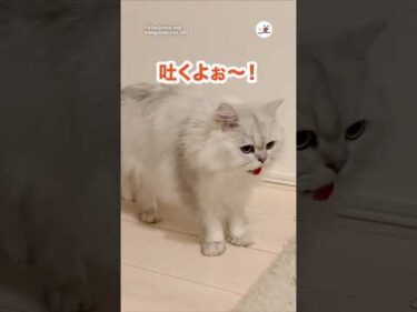 毛玉を吐くよと教えにくる猫さん｜PECO