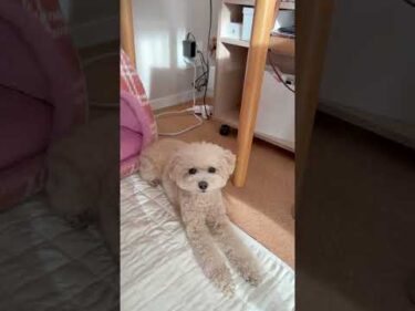 すぐに気づいた人いる？コメント欄で教えてね（WAIT… did you spot the other dog? ） #トイプードル #犬のいる生活 #dog