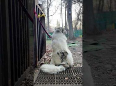 Belle ベル #greatpyrenees #todaysrunrun #グレートピレニーズ #今日のルンルン