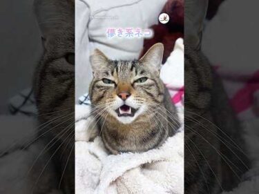 儚き系ネコ｜PECO