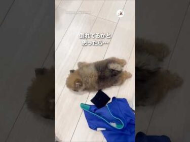 倒れてるかと思ったら…｜PECO